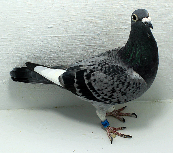 Band: 6958 IPB B 2025